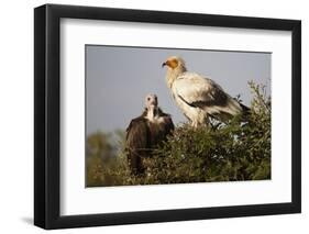 Egyptain and Hooded Vultures-Hal Beral-Framed Photographic Print