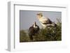 Egyptain and Hooded Vultures-Hal Beral-Framed Photographic Print