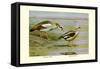 Egyptian and Orinoco Goose-Louis Agassiz Fuertes-Framed Stretched Canvas