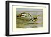 Egyptian and Orinoco Goose-Louis Agassiz Fuertes-Framed Art Print