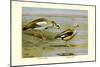 Egyptian and Orinoco Goose-Louis Agassiz Fuertes-Mounted Art Print