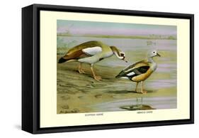 Egyptian and Orinoco Goose-Louis Agassiz Fuertes-Framed Stretched Canvas