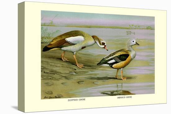 Egyptian and Orinoco Goose-Louis Agassiz Fuertes-Stretched Canvas
