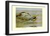 Egyptian and Orinoco Goose-Louis Agassiz Fuertes-Framed Premium Giclee Print