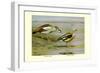 Egyptian and Orinoco Goose-Louis Agassiz Fuertes-Framed Premium Giclee Print