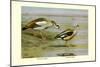 Egyptian and Orinoco Goose-Louis Agassiz Fuertes-Mounted Premium Giclee Print