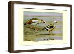 Egyptian and Orinoco Goose-Louis Agassiz Fuertes-Framed Art Print