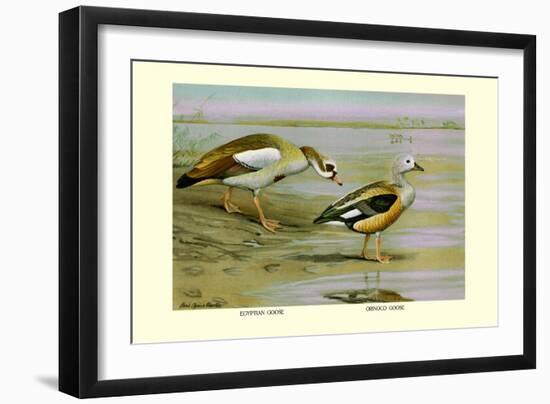 Egyptian and Orinoco Goose-Louis Agassiz Fuertes-Framed Art Print