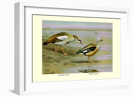 Egyptian and Orinoco Goose-Louis Agassiz Fuertes-Framed Art Print