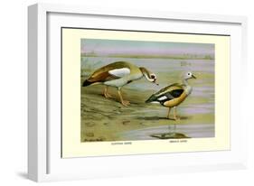 Egyptian and Orinoco Goose-Louis Agassiz Fuertes-Framed Art Print