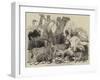 Egyptian Animals Presented by the Late Ibrahim Pacha to the Zoological Society-null-Framed Giclee Print