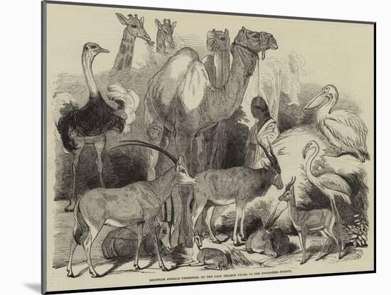 Egyptian Animals Presented by the Late Ibrahim Pacha to the Zoological Society-null-Mounted Giclee Print