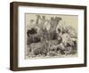 Egyptian Animals Presented by the Late Ibrahim Pacha to the Zoological Society-null-Framed Premium Giclee Print