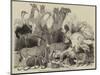 Egyptian Animals Presented by the Late Ibrahim Pacha to the Zoological Society-null-Mounted Premium Giclee Print