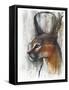 Egyptian (Arabian Caracal), 2009-Mark Adlington-Framed Stretched Canvas