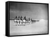 Egyptian Camel Corps-null-Framed Stretched Canvas