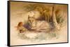 Egyptian Cat, 1851-69-Joseph Wolf-Framed Stretched Canvas