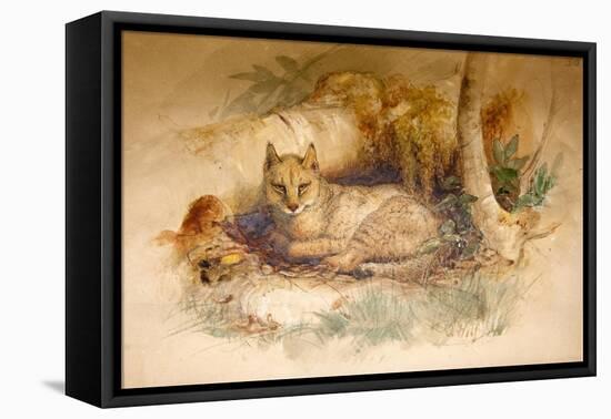 Egyptian Cat, 1851-69-Joseph Wolf-Framed Stretched Canvas