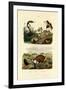 Egyptian Cobra, 1833-39-null-Framed Giclee Print