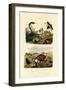 Egyptian Cobra, 1833-39-null-Framed Giclee Print