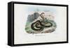 Egyptian Cobra, 1863-79-Raimundo Petraroja-Framed Stretched Canvas