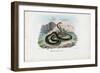 Egyptian Cobra, 1863-79-Raimundo Petraroja-Framed Giclee Print