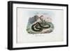 Egyptian Cobra, 1863-79-Raimundo Petraroja-Framed Giclee Print