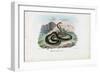 Egyptian Cobra, 1863-79-Raimundo Petraroja-Framed Giclee Print