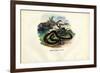 Egyptian Cobra, 1863-79-Raimundo Petraroja-Framed Giclee Print