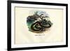 Egyptian Cobra, 1863-79-Raimundo Petraroja-Framed Giclee Print