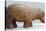 Egyptian Fayence Sculpture of Hippopotamus-null-Stretched Canvas