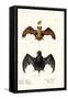 Egyptian Free-Tailed Bat, 1824-Karl Joseph Brodtmann-Framed Stretched Canvas