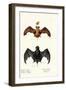 Egyptian Free-Tailed Bat, 1824-Karl Joseph Brodtmann-Framed Giclee Print
