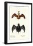 Egyptian Free-Tailed Bat, 1824-Karl Joseph Brodtmann-Framed Giclee Print