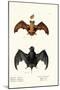 Egyptian Free-Tailed Bat, 1824-Karl Joseph Brodtmann-Mounted Giclee Print