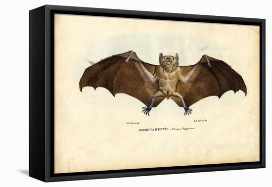 Egyptian Fruit Bat, 1863-79-Raimundo Petraroja-Framed Stretched Canvas