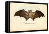 Egyptian Fruit Bat, 1863-79-Raimundo Petraroja-Framed Stretched Canvas