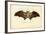 Egyptian Fruit Bat, 1863-79-Raimundo Petraroja-Framed Giclee Print