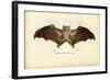 Egyptian Fruit Bat, 1863-79-Raimundo Petraroja-Framed Giclee Print