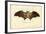 Egyptian Fruit Bat, 1863-79-Raimundo Petraroja-Framed Giclee Print