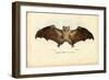 Egyptian Fruit Bat, 1863-79-Raimundo Petraroja-Framed Giclee Print