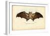Egyptian Fruit Bat, 1863-79-Raimundo Petraroja-Framed Giclee Print