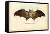 Egyptian Fruit Bat, 1863-79-Raimundo Petraroja-Framed Stretched Canvas