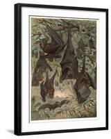 Egyptian Fruit Bat by Alfred Edmund Brehm-Stefano Bianchetti-Framed Giclee Print