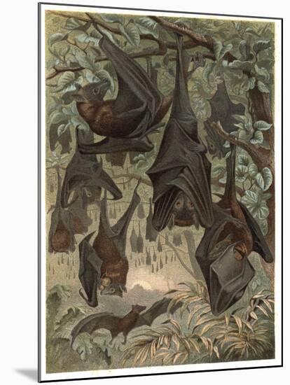 Egyptian Fruit Bat by Alfred Edmund Brehm-Stefano Bianchetti-Mounted Giclee Print