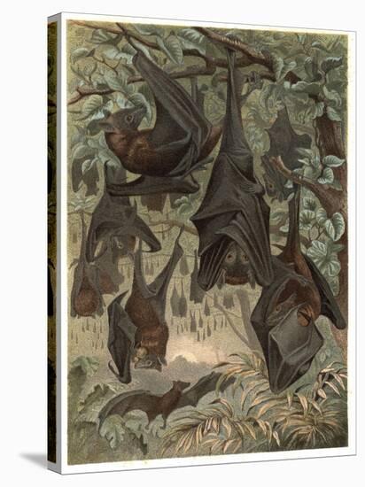 Egyptian Fruit Bat by Alfred Edmund Brehm-Stefano Bianchetti-Stretched Canvas