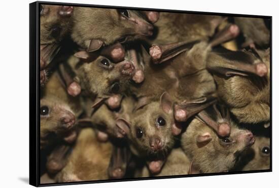 Egyptian Fruit Bats-W. Perry Conway-Framed Stretched Canvas