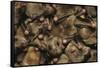 Egyptian Fruit Bats-W. Perry Conway-Framed Stretched Canvas
