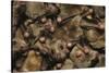 Egyptian Fruit Bats-W. Perry Conway-Stretched Canvas