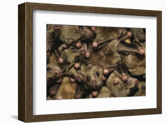 Egyptian Fruit Bats-W. Perry Conway-Framed Photographic Print